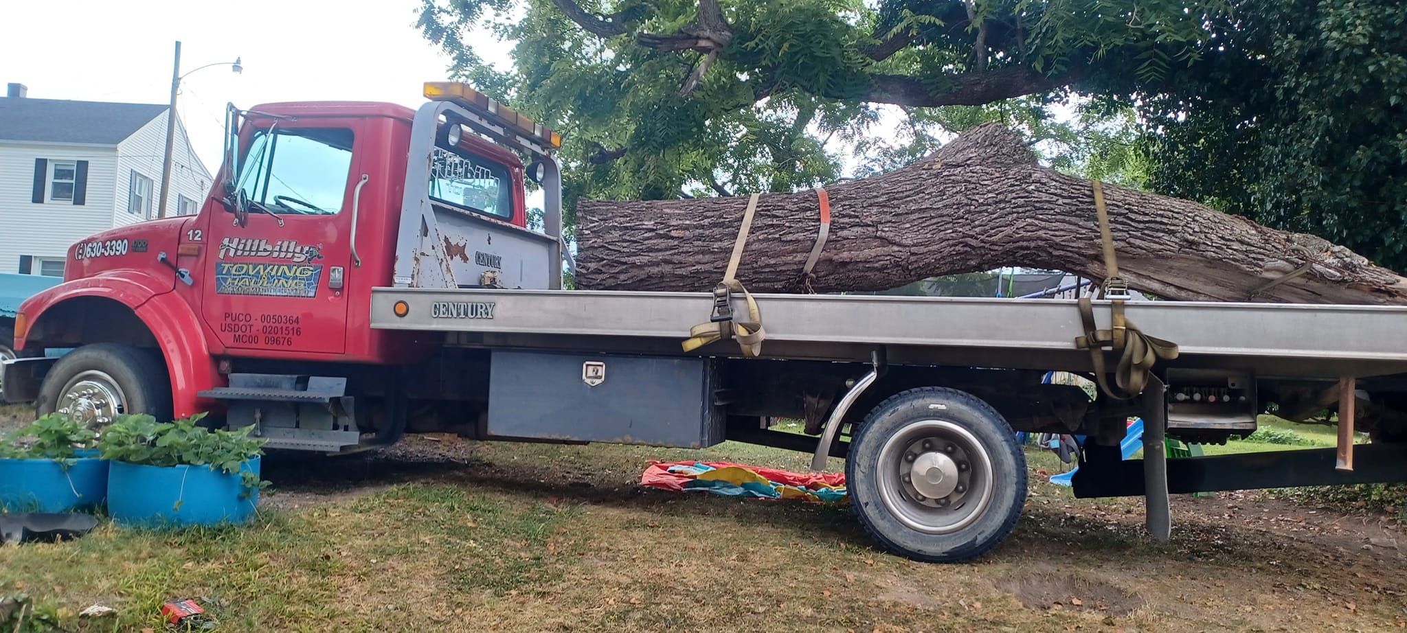 tree trunk moving